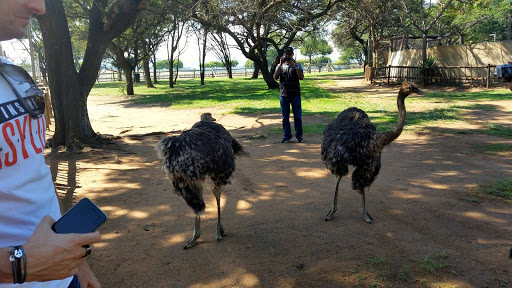 Lion Park South Africa 2015