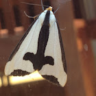 Clymene Moth