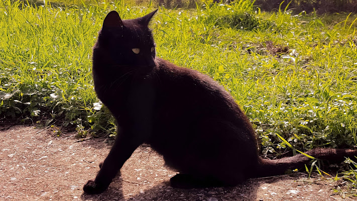 Gatto di primavera di Veronica Vona