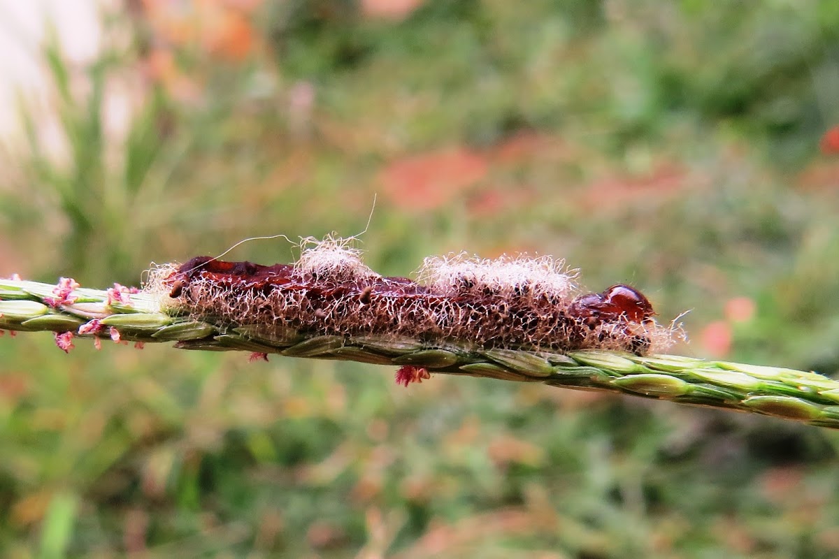 parasitized caterpillar