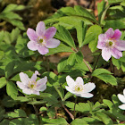 Wood Anemone