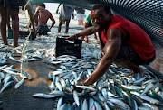 Sardines were netted in Hibberdene on Thursday morning