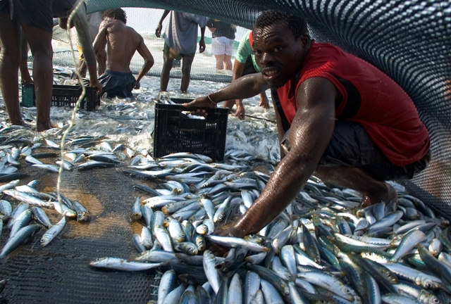 One store is not selling sardines until E coli-free clearance certificates are provided by suppliers. File photo.