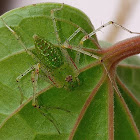 Green lynx spider