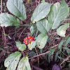 American Ginseng