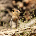 Golden-mantled Ground Squirrel