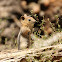 Golden-mantled Ground Squirrel