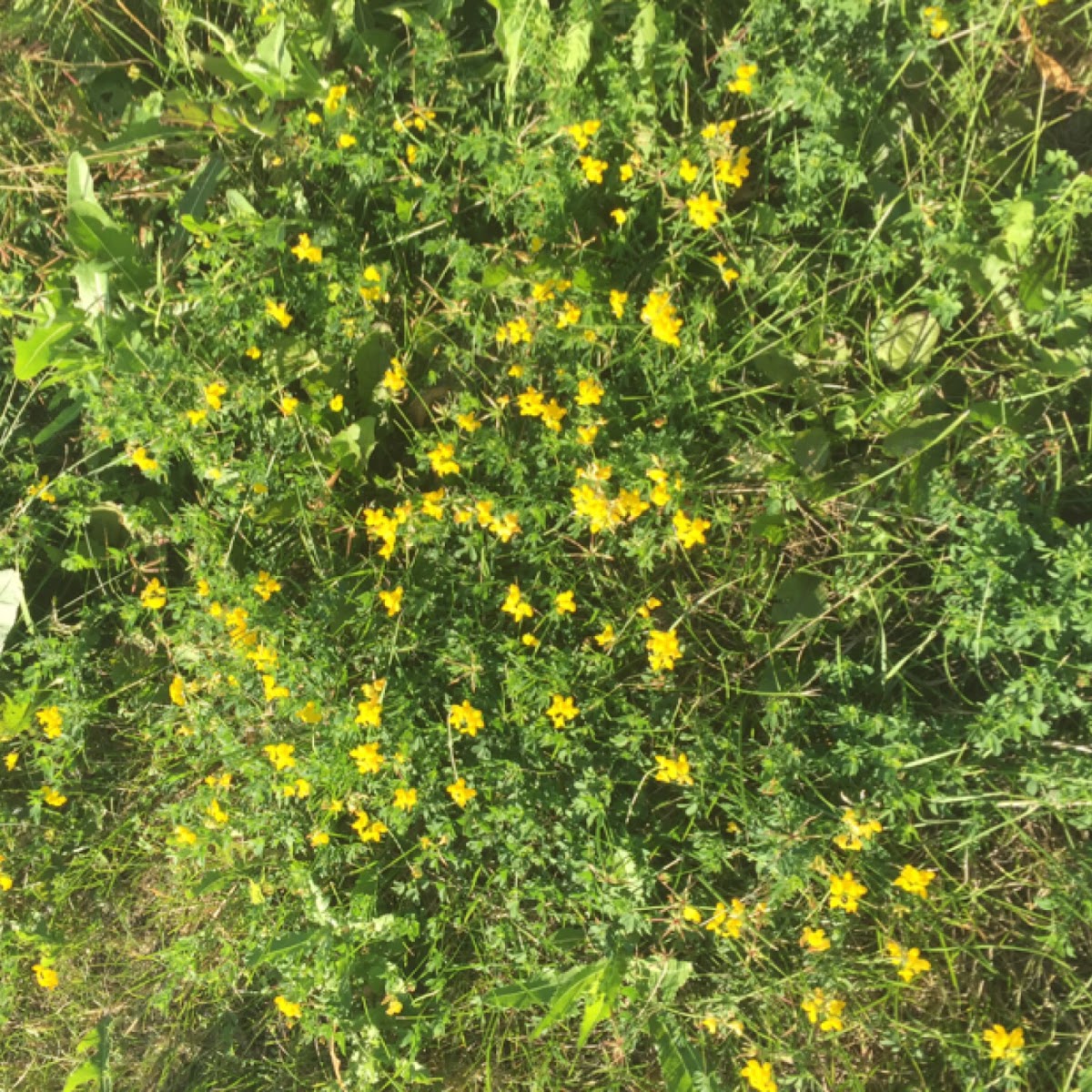 Birdsfoot trefoil