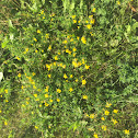 Birdsfoot trefoil