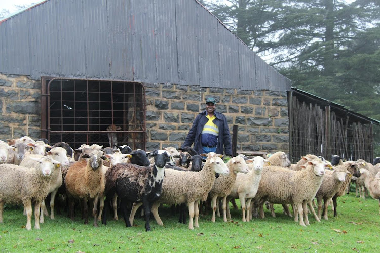 Zulu's farm helps the community to get employment.