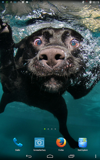 Funny animals. Live wallpaper.