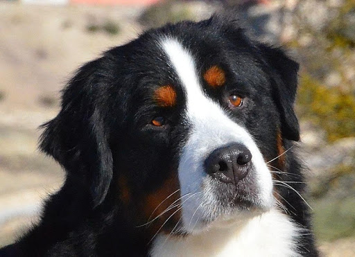 Bernese Mountain Dog Wallpaper