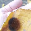 Woolly Bear Caterpillar