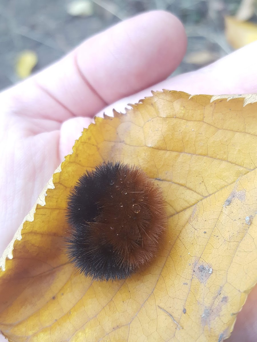 Woolly Bear Caterpillar