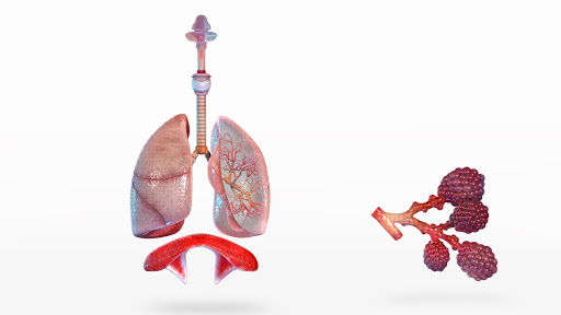 免費下載教育APP|Human Lungs 3D app開箱文|APP開箱王