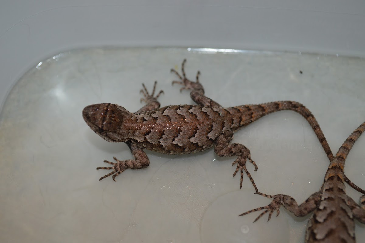 Eastern Fence Lizard