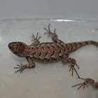 Eastern Fence Lizard