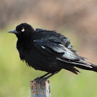 Brewer's blackbird (male)