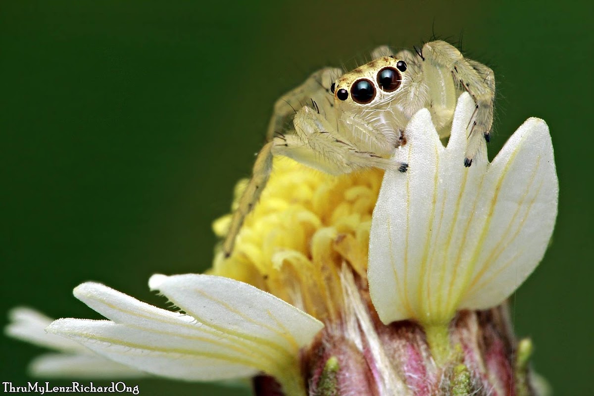 Jolly Telamonia Jumping Spider