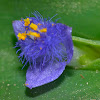 Spiderwort Flower