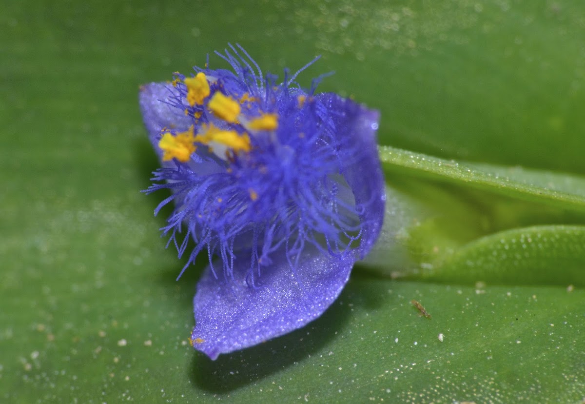 Spiderwort Flower