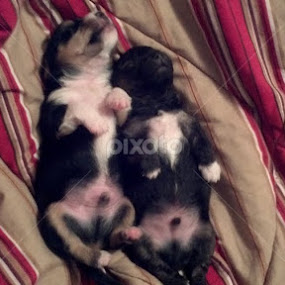 Puppies Relaxing by Julie Atkinson - Animals - Dogs Portraits