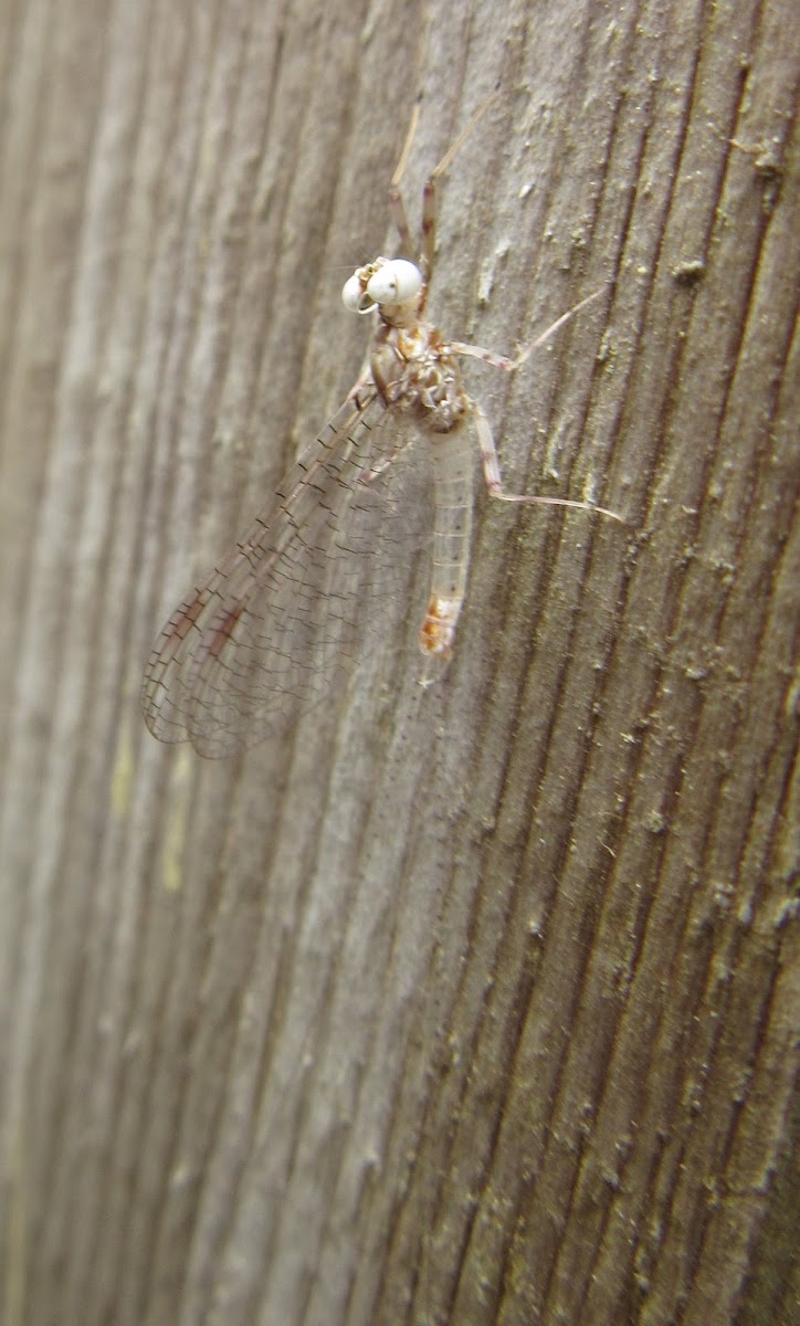 Flatheaded Mayfly