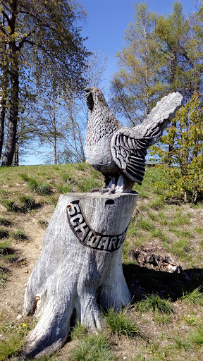 Auerhahn Schwarzwald