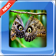 Download Insects Wallpapers For PC Windows and Mac 1.0