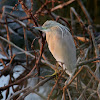 Squacco Heron