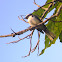 White-browed Fantail