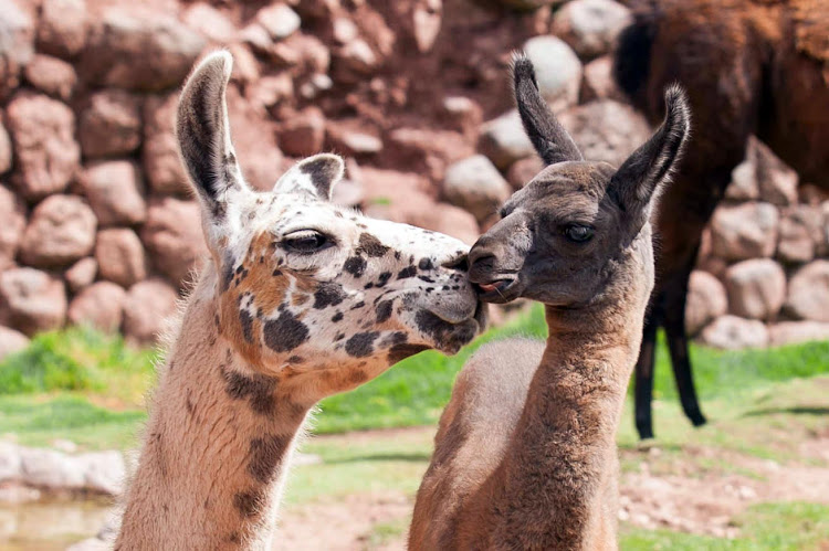 A mama nuzzles a baby llama at Awana Kancha, a llama/vicuna outpost near Cusco, Peru. 