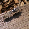 Squash bugs (mating, eggs, nymph)