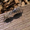 Squash bugs (mating, eggs, nymph)