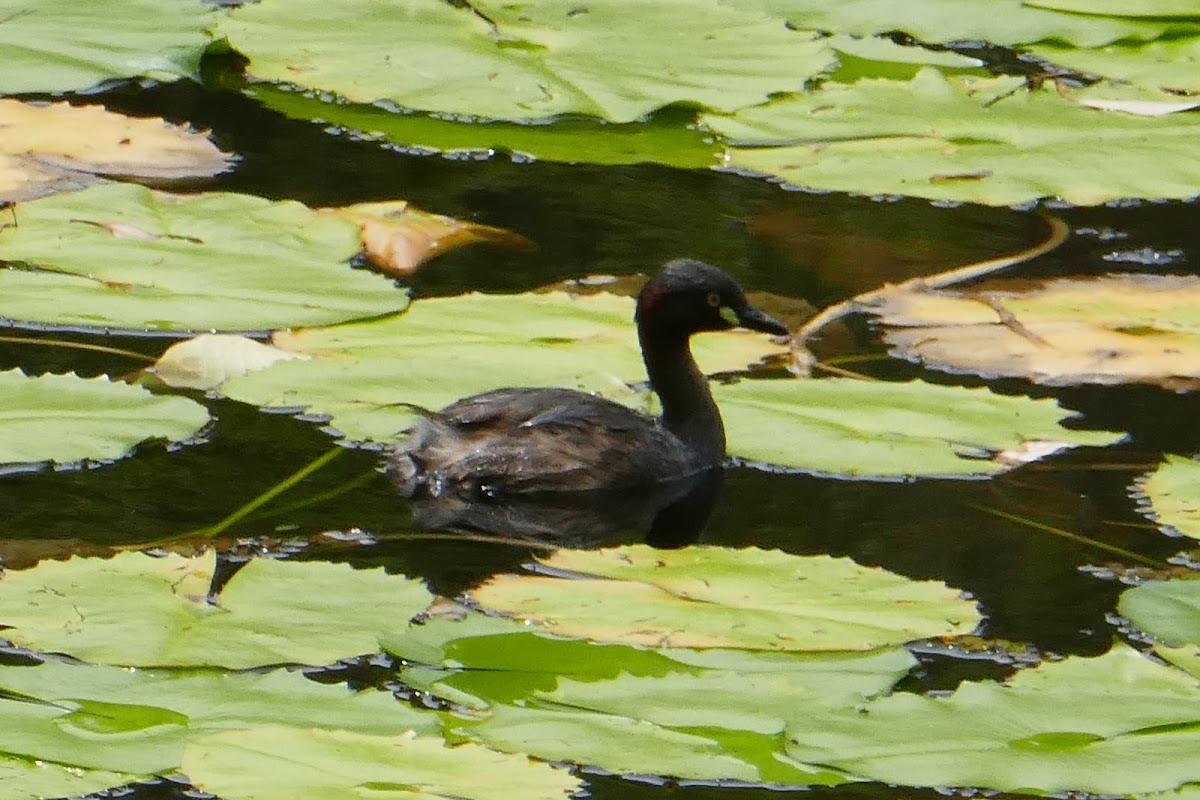 Australasian Grebe (in breeding plumage)