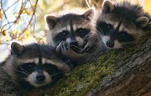 Raccoon Wallpaper for New Tab small promo image