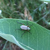 Rose Chafer