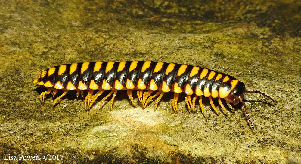 Flat-backed Millipede