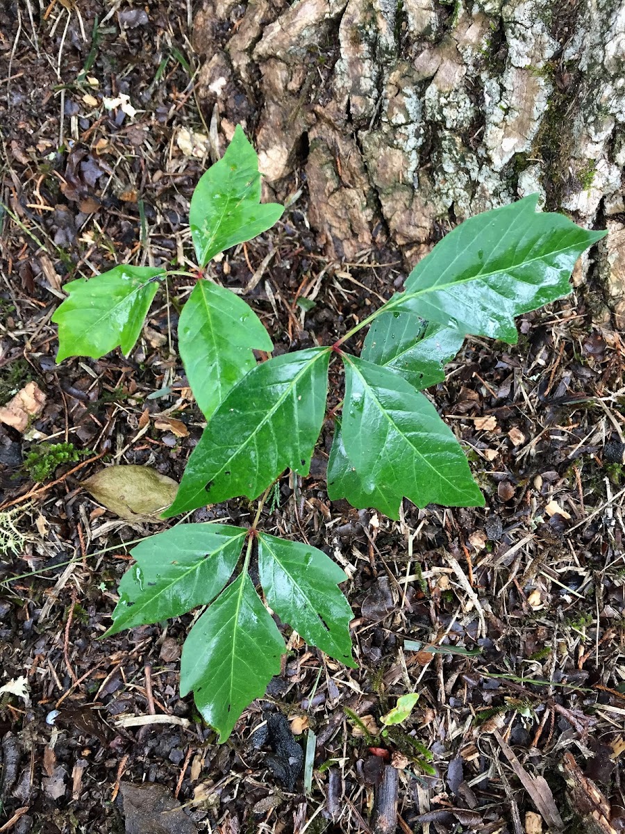 Poison Ivy