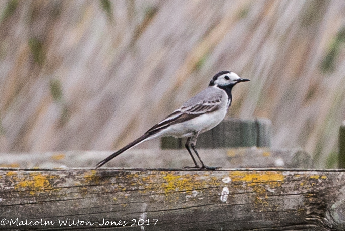 White Wagtail; Lavandera Blanca