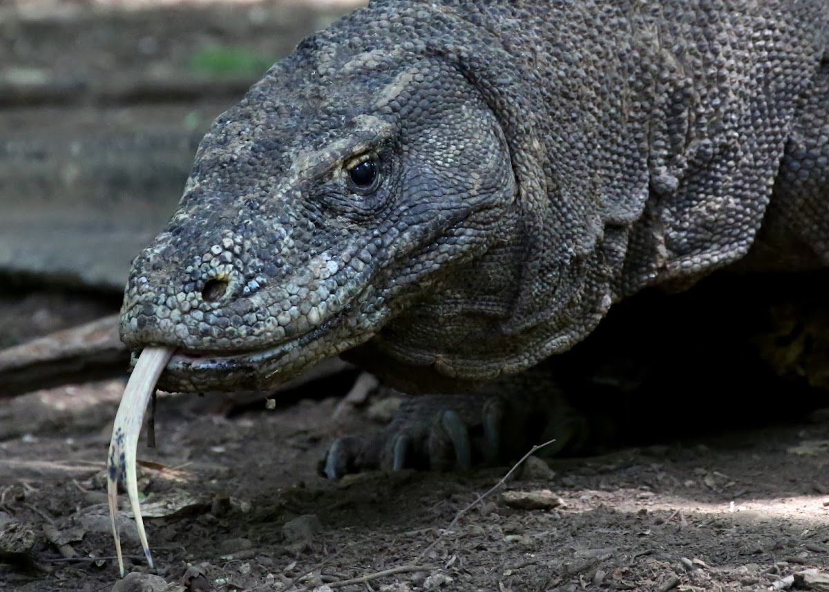 Komodo Dragon