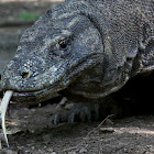 Komodo Dragon