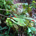 Orange-tailed Marsh Dart