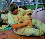 Paramedic Ceron Meadows attends to Lambo, a Maltese poodle who was attacked, along with its owner, by a pit bull in Durban.