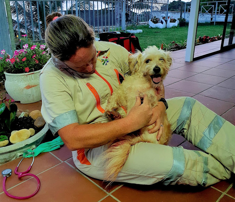 Paramedic Ceron Meadows attends to Lambo, a Maltese poodle who was attacked, along with its owner, by a pit bull in Durban.