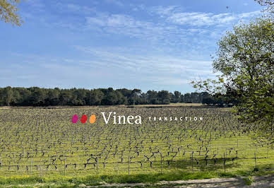 Vineyard 1