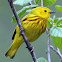 Yellow Warbler (Male)