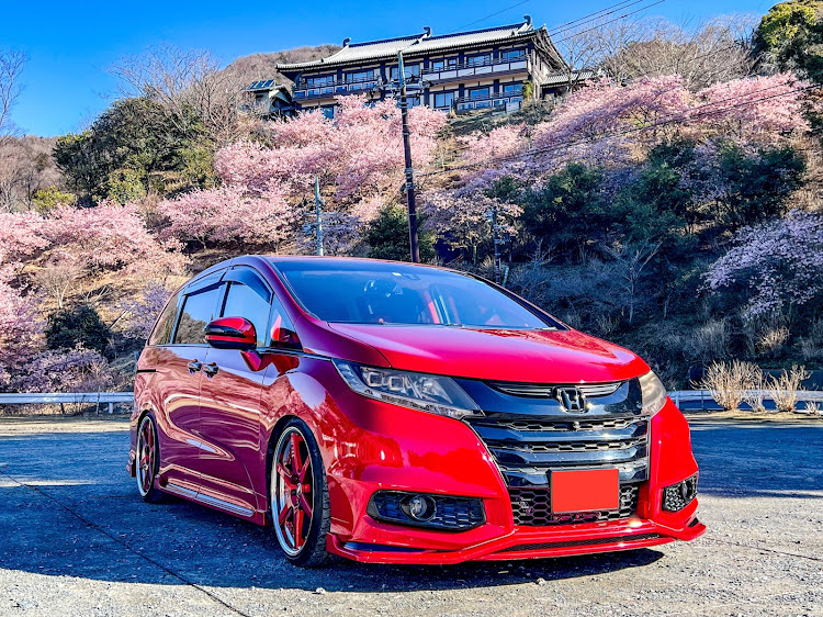 オデッセイのclub.M・雨引観音・河津桜とコラボ・孔雀🦚・撮り放題に関するカスタム事例の投稿画像15枚目