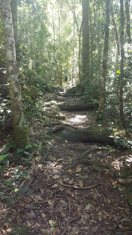 LIVING WORLD: Roots braid the trail like pythons Picture: GUY ROGERS