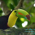 Keel-billed Toucan